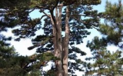 木子树最高长几米？鸡毛松木材价格