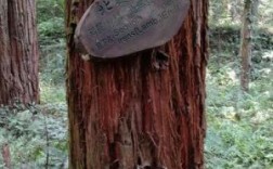 红杉电机怎样调机针位置？红杉松木材图片