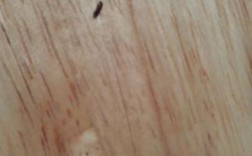 木头里面容易是什么样虫？的木料