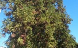 长沙植物园最高树？秃杉木头