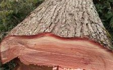 红椿木和什么木一个档次？红椿木材多少一平