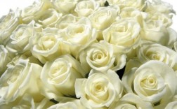 广东省花是什么？株洲?S玫瑰和白玫瑰多少钱一支