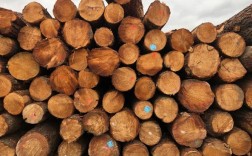 澳洲松木有哪些品种？澳洲松木价格走势