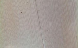 木地板长虫子（木地板长虫子很小很小）