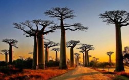 哪个国家的树木最多？树木有多类种非洲有占多少