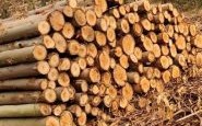 2023年一吨桉树木材价格？桉树原木价格多少钱一方