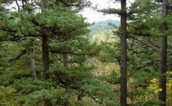 山西长治沁源有什么稀有树种？长治红松木材