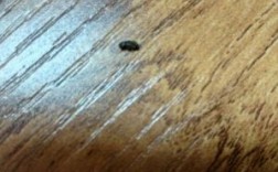 木地板有虫子怎么办（木地板有虫子怎么办呢）