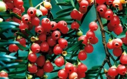 红豆杉的树心是红色的吗？木料红色树种图片
