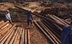 一吨鲜木头能出多少干木头？求购杉木半成品