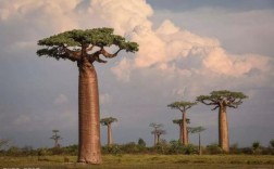 非洲世界之树？非洲树有多少种类
