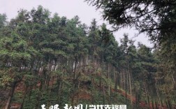 贵州山区适合栽种什么经济乔木？贵州最好的木料
