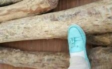 印度尼西亚做木材生意？印度哪里可以买到木料
