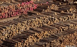 木材增值税税率怎么算？中国进口原木增值税是多少