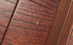 竹地板虫（竹地板虫子图片）