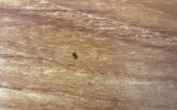 木地板的虫子（木地板的虫子怎样清理）