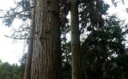 杉木属和水杉的区别？水杉木材香杉木用途特点