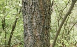 花栎树皮有什么用？栎树木材一方多少钱