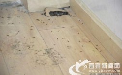 木地板被白蚁（木地板被白蚁蛀了怎么换新的）