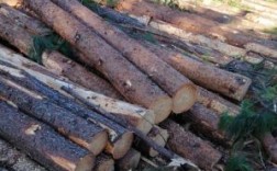 湿地松成材一亩几方木材？湿地松木材价格