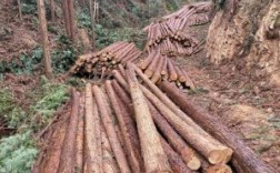 杉木的木材有什么用途呢？木材杉木