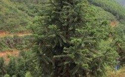 杉木品种哪个好？中国最好的杉木