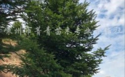 日本国树是什么？日本杉木价格