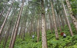 广西哪里杉木最多？中国哪里产杉木