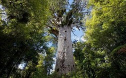 世界上最大原始森林前十名？贝壳杉木价格