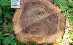 杉木原木2023最新价格？柳杉木和水杉木的区别