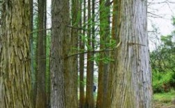 水杉在植物之世有什么美誉？水杉木材好吗