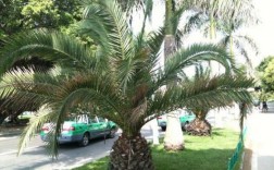 一种长刺的地矮棕榈叫啥名字？棕榈树木料