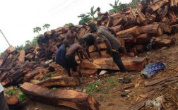 非洲最大木材？非洲哪个国家木料