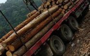 木材运输费用怎么算？云南杉木价木