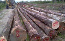 俄罗斯进口的云杉木的生长环境？俄罗斯云杉木优缺点