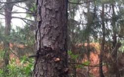 松木树疤怎么处理？松木树高清图片