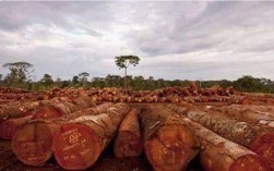 非洲木材和东南亚木材哪个好？非洲木料比较