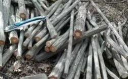 13亿人一天浪费的木筷大约要砍伐多少棵生长5年以上的树？制作一本书会浪费多少木材