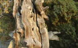 岱庙的汉柏是什么品种？扁柏做木料