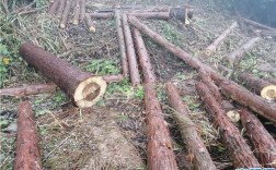 砍伐树木找哪个部门？伊春杉木生态板