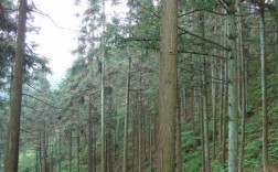 300亩10年的杉树价值？杉木产量低