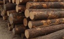 松木环保吗？木材加工厂收松木吗