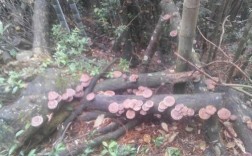 樟树可以做香菇种植吗？杉木木板长出茹