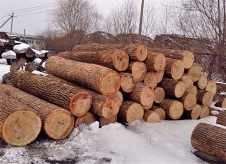 木材多少一吨？8年的松木值多少钱-图1