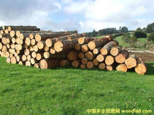 新西兰松柏是什么木料？新西兰辐射松成材多少年-图1
