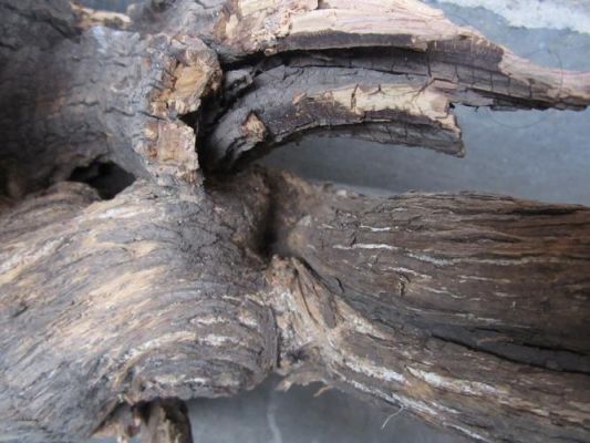沉水的木头有哪些？中药木材有多少种-图3