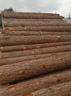 一方思茅松有多少吨？15年的思茅松木材价格多少-图2