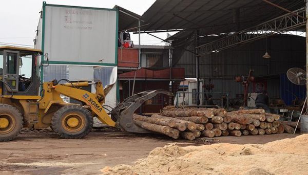 贵港哪里的木业厂最多？贵港桉树多少钱一吨-图2