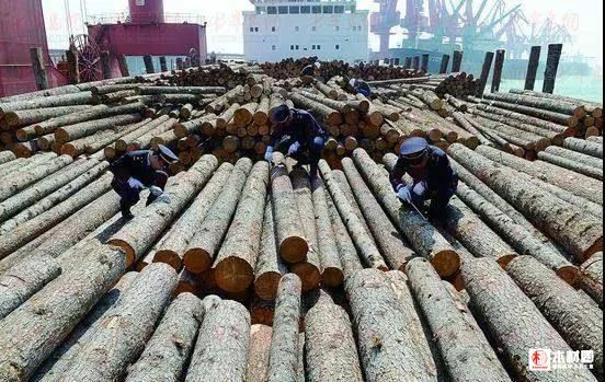 镇江中林林业有限公司怎么样？新民洲港木材多少钱一立方-图2