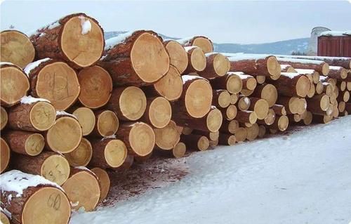 世界木材储量排名？俄罗斯原木有多少-图1